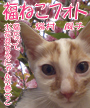 福ねこフォト～プニプニ猫にゃん　猫だってお花見するにゃんの巻（3） 表紙イメージ